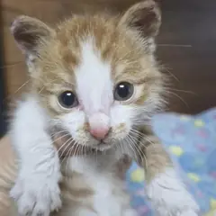 사천시 레몬색&흰색 한국 고양이 암컷