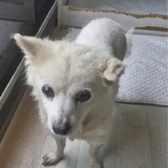 사천시 흰색 믹스견 암컷