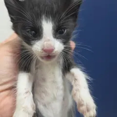 사천시 기타(턱시도) 한국 고양이 성별 미상