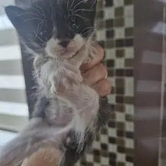 사천시 기타(턱시도) 한국 고양이 성별 미상