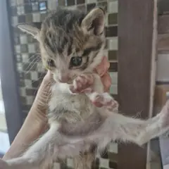 사천시 검은색흰색황토색조합 한국 고양이 성별 미상