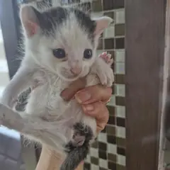 사천시 기타(고등어+흰) 한국 고양이 성별 미상