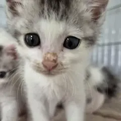 사천시 흰색/검은색 얼룩무늬 한국 고양이 성별 미상