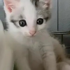 사천시 흰색/검은색 얼룩무늬 한국 고양이 성별 미상