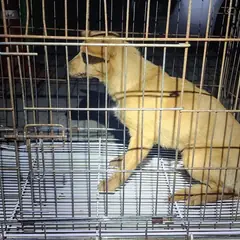 김해시 갈색 믹스견 암컷