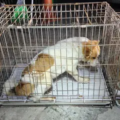김해시 갈색&흰색 믹스견 암컷