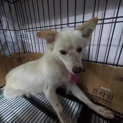 밀양시 레몬색&흰색 믹스견 암컷
