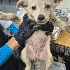 밀양시 흰색 믹스견 암컷