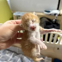 밀양시 레몬색&흰색 한국 고양이 성별 미상