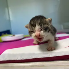 밀양시 검은색흰색황토색조합 한국 고양이 성별 미상