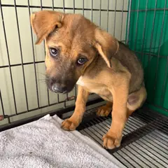 밀양시 갈색&검정 믹스견 수컷