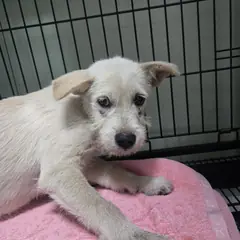 밀양시 흰색 믹스견 수컷