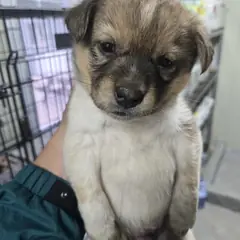 밀양시 흰색&황갈색 믹스견 수컷