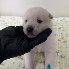 밀양시 흰색 믹스견 수컷