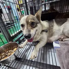밀양시 흰색&검은반점 믹스견 암컷