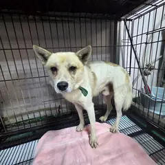 밀양시 흰색 믹스견 수컷