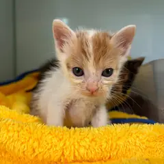 밀양시 레몬색&흰색 한국 고양이 성별 미상