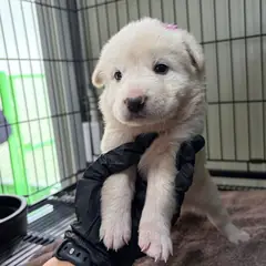 밀양시 흰색 믹스견 암컷