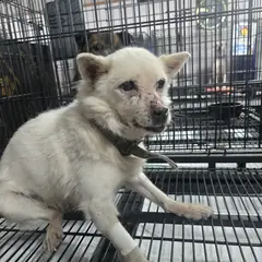 밀양시 흰색 믹스견 암컷