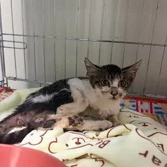 밀양시 검은색흰색황토색조합 한국 고양이 수컷