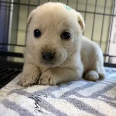 밀양시 흰색 믹스견 수컷