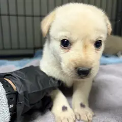 밀양시 흰색 믹스견 수컷