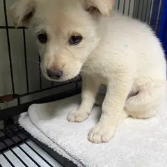 밀양시 흰색 믹스견 암컷