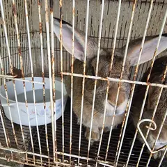 거제시 기타(연한갈색) 기타축종 성별 미상
