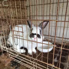 거제시 기타(흰검색) 기타축종 성별 미상
