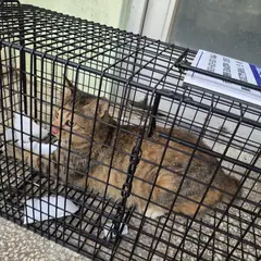 거제시 평행·전체·부분줄무늬 한국 고양이 성별 미상