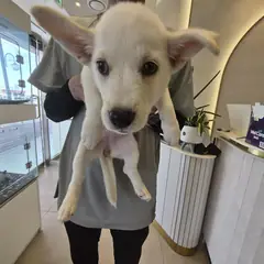 거제시 흰색 믹스견 암컷