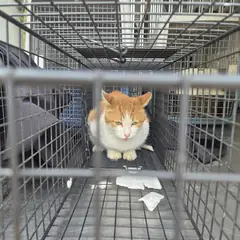 거제시 레몬색&흰색 한국 고양이 성별 미상