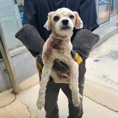 양산시 흰색 푸들 수컷