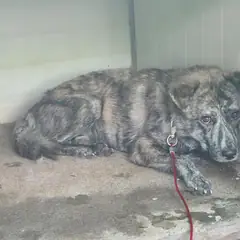 양산시 갈색&검정 믹스견 암컷