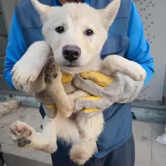 양산시 갈색&흰색 믹스견 암컷