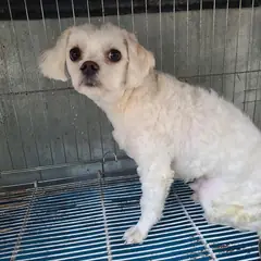 양산시 흰색 말티즈 수컷
