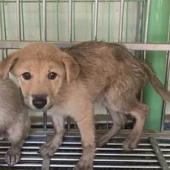 의령군 갈색 믹스견 암컷