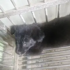 의령군 검정색 믹스견 수컷
