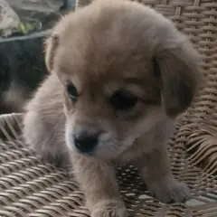 의령군 갈색 믹스견 암컷