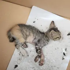 함안군 검은색흰색황토색조합 한국 고양이 암컷