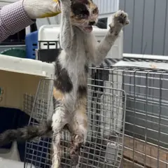 함안군 검은색흰색황토색조합 한국 고양이 암컷