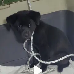 함안군 검정색 믹스견 수컷