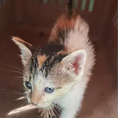 함안군 검은색흰색황토색조합 한국 고양이 암컷