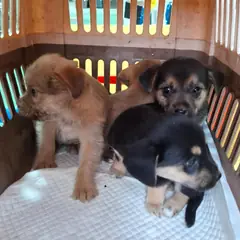 함안군 갈색&검정 믹스견 암컷