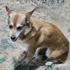 창녕군 갈색 믹스견 암컷