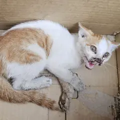 창녕군 레몬색&흰색 한국 고양이 수컷