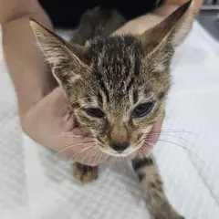 창녕군 평행·전체·부분줄무늬 한국 고양이 암컷