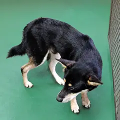창녕군 검정&황갈색 믹스견 수컷