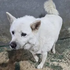 창녕군 흰색 믹스견 수컷