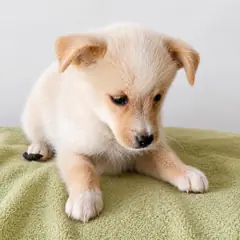 창녕군 옅은 황색 믹스견 암컷